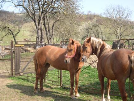 Doi cai furaţi din Hunedoara, găsiţi de poliţişti în Oşorhei
